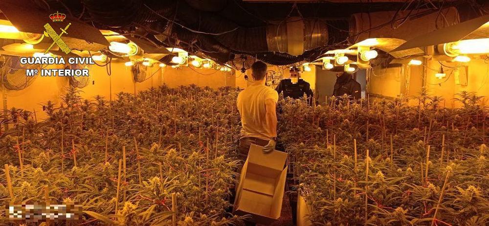 Desmantelada una plantación 'indoor' de marihuana en Illana