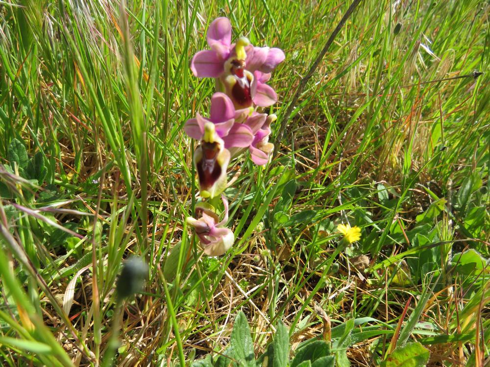 La ophrys scolopax, también llamada orquídea perdiz o becada.