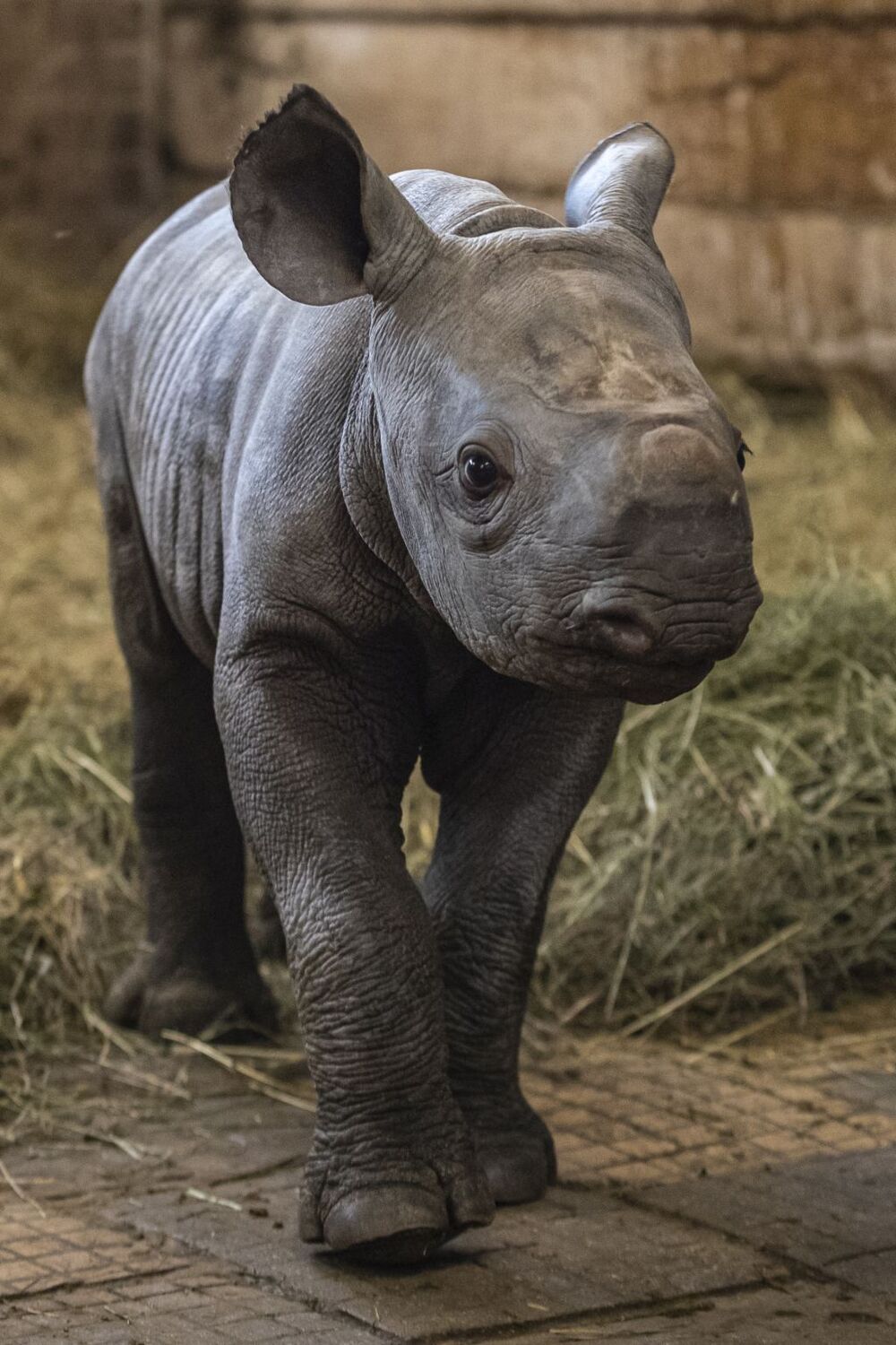Rinoceronte negro oriental recién nacido llamado Kiev en Dvur Kralove Safari Park.