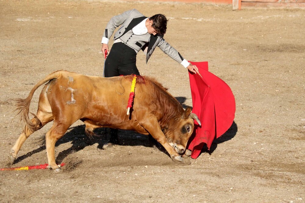 Imágenes de la primera corrida del certamen ‘Guadalajara busca torero’ que se celebró en Tamajón.
