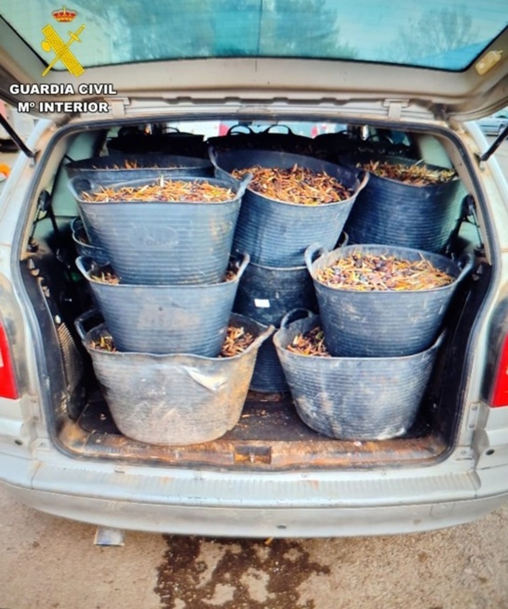Recuperan siete toneladas de aceitunas robadas en Malagón