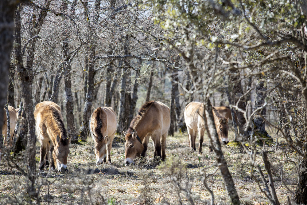 Imagen de los caballos pastando tranquilamente en el bosque de Villanueva de Alcorón.