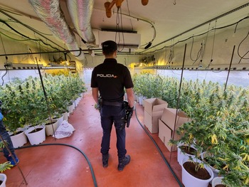Nueva operación contra el cultivo de marihuana en Fontanar