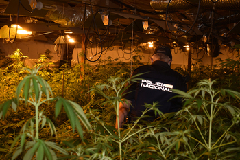 Desmantelan una plantación 'indoor' de marihuana en El Casar