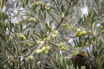 18 variedades de olivo resistentes a la Xylella fastidiosa