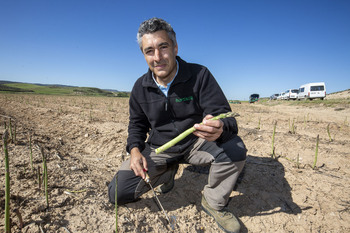 «El cultivo del espárrago verde está en clarísimo descenso»