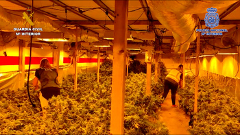 Desmantelan una nueva plantación de marihuana 'indoor' en Quer