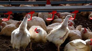 Detectado en Guadalajara un caso de gripe aviar en humanos