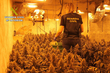 Desmantelada una gran plantación de marihuana en Torrejón