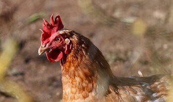 C-LM registra un segundo caso de gripe aviar en personas