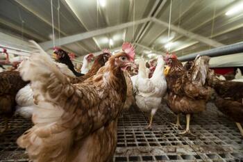 Segundo caso de gripe aviar en personas en Guadalajara