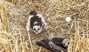 SEO pide ayuda para salvar los nidos de aguilucho cenizo