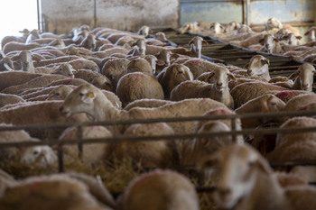 La CE flexibiliza las restricciones por la viruela ovina