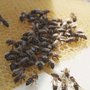 Brihuega acoge un proyecto para repoblar la abeja ibérica
