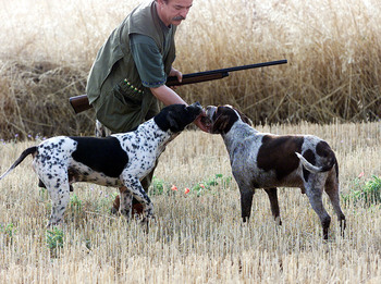 CLM, satisfecha con la ley animal que excluye a perros de caza