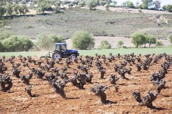 La sequía mermará la cosecha de uva de los vinos DO Mondéjar