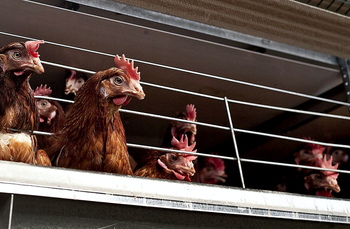 Agroseguro mejora las coberturas por gripe aviar en 2023