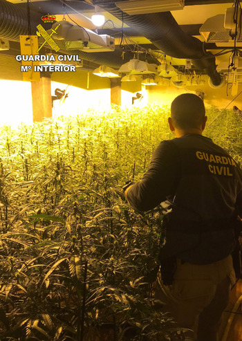 Desmantelan un grupo criminal dedicado al cultivo de marihuana