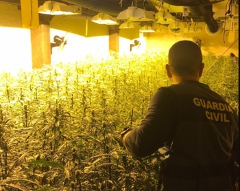 Detenidos cuatro albaneses por cultivar marihuana
