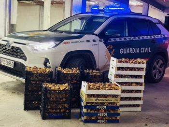 La Guardia Civil se incauta 135 kilos de níscalos en Cogolludo