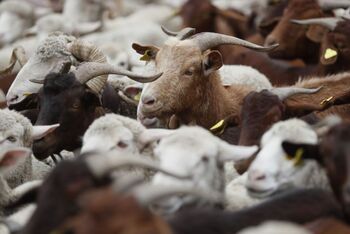 Más de mil ovejas y cabras 'toman' Madrid