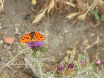 Las mariposas diurnas tiñen de color la Sierra Norte