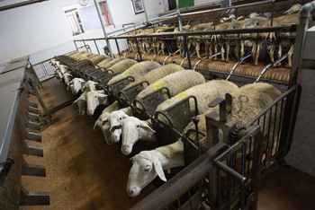 El Gobierno inmoviliza ganado ovino y caprino por la viruela