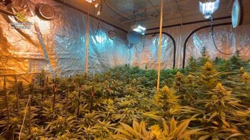 Desmantelan una plantación de marihuana en Sigüenza
