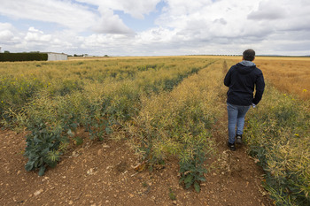 El MAPA publica las condiciones para los cultivos herbáceos