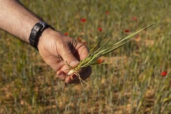 Agroseguro abona 27,8 millones a productores de herbáceos