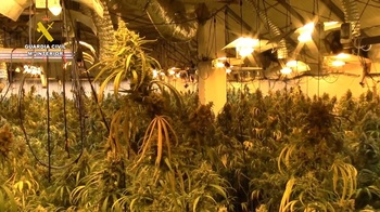 Desmantelan una plantación de marihuana de alto rendimiento