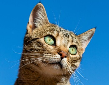 El proyecto CER evita que 144 gatos más deambulen por Quer
