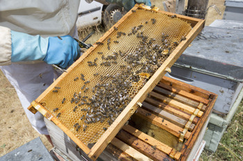 Buenas perspectivas para la próxima cosecha de miel