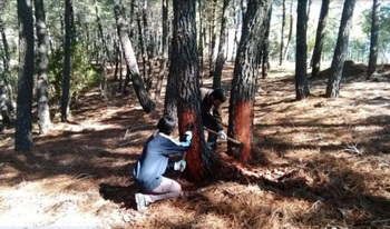Molina acogerá una jornada sobre aprovechamientos forestales