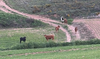 Sólo quedan dos vacas perdidas de la ganadería de Armuña